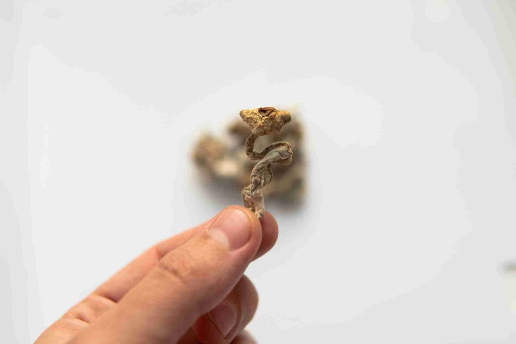 Psilocybin From Counterculture Menace to Potential Treatment for Depression - Crane Center